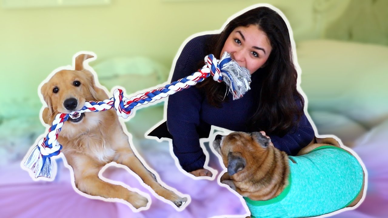 15 Perks of Having a DOG | Smile Squad Comedy